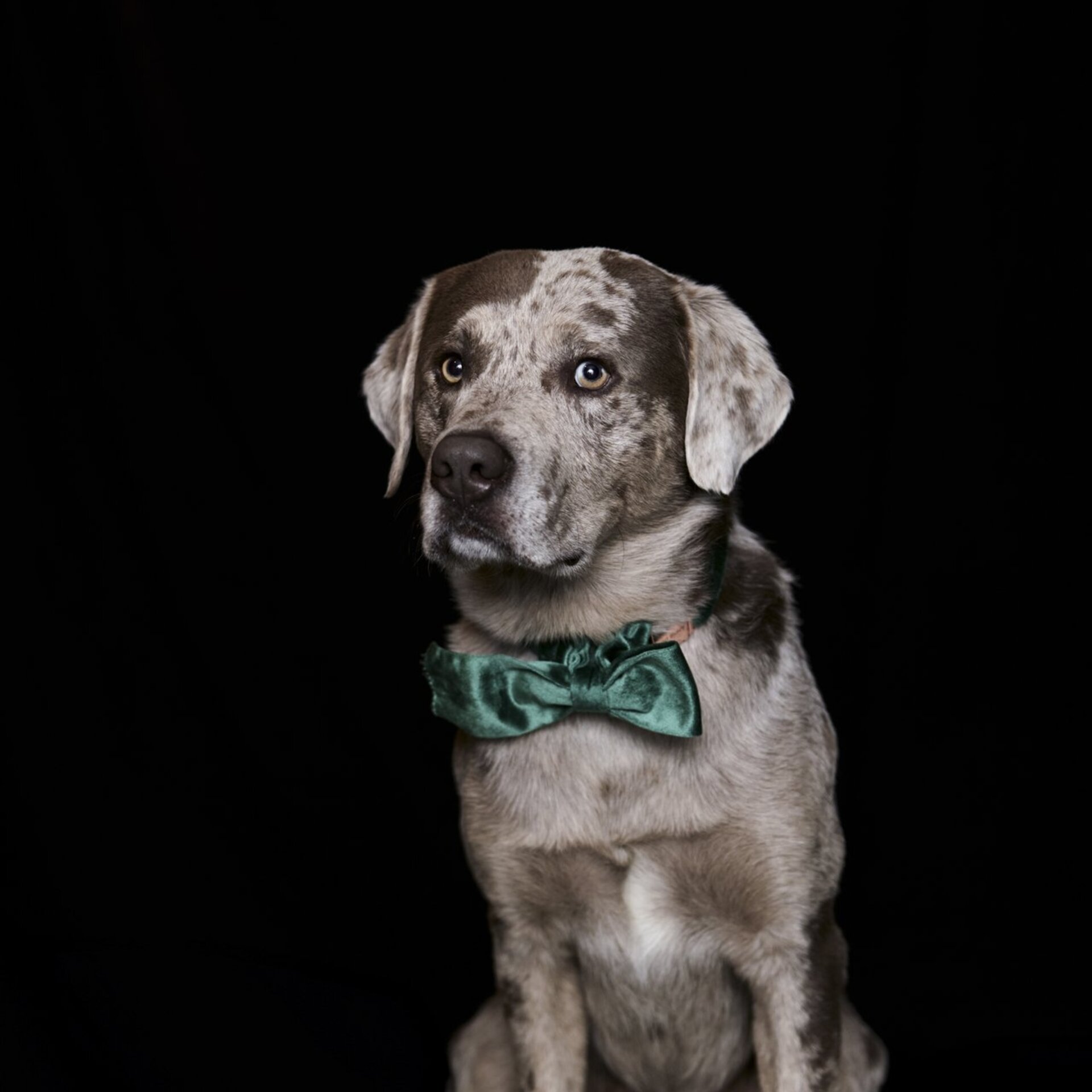 Portraitfoto vor schwarzem Hintergrund